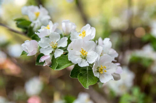Bloom. Apple tree. Spring 2023