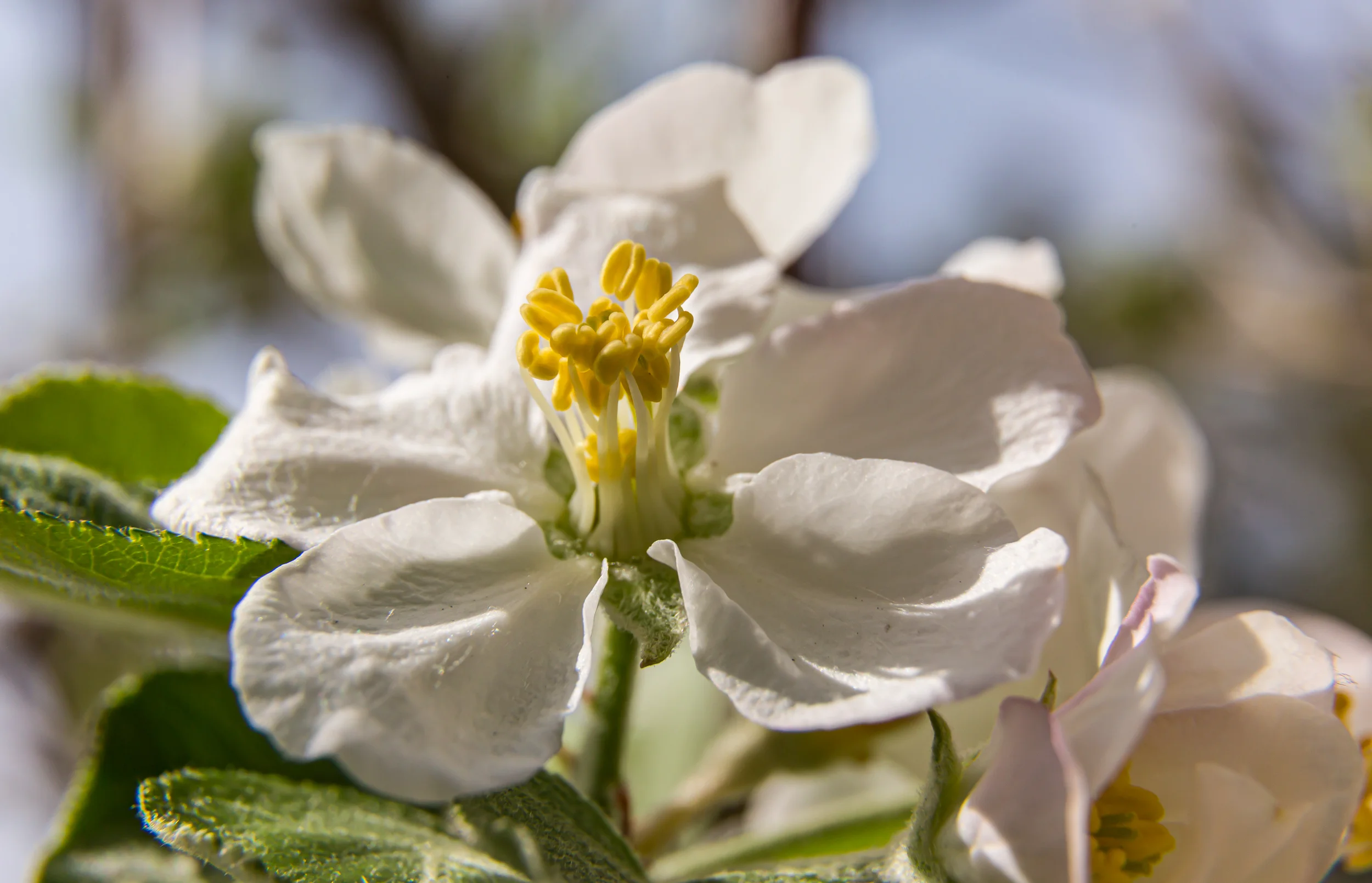 Bloom. Apple tree. Spring 2023